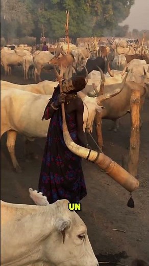 Without these cows, the tribes would die of thirst.
