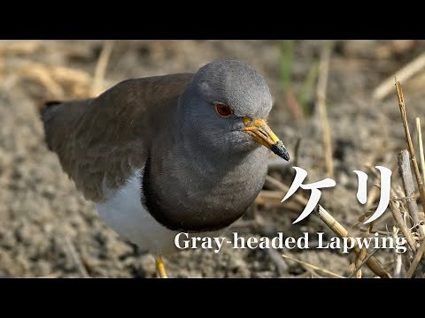 20. Japanese wild bird "Keri's Calling