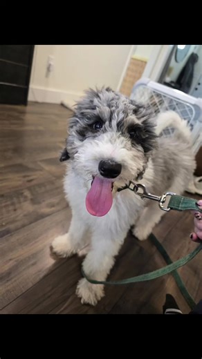 starting training with Howie #sheepadoodle #DogTraining