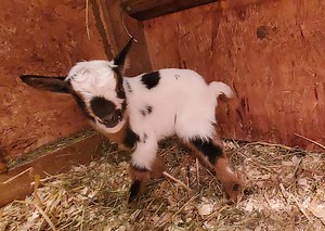 Prepping for Kidding/Freshening/Birthing of Nigerian Dwarf Goats