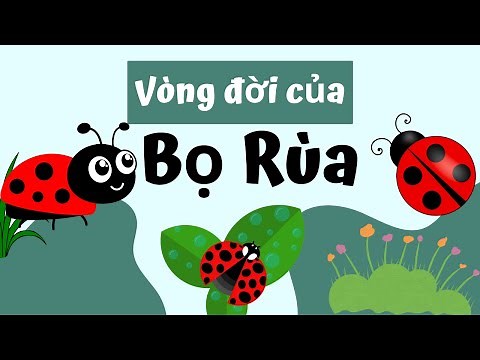 Vòng Đời Của Bọ Rùa Bao Nhiêu Ngày? Cùng Khám Phá Nhé!
