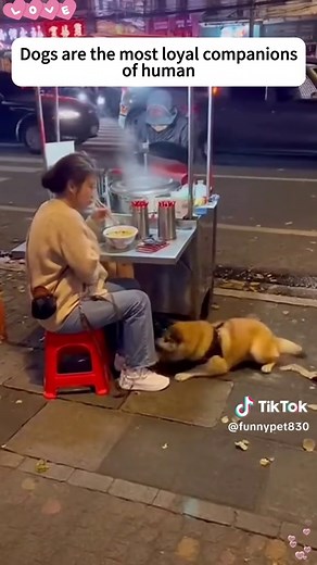 Heroic Dog Stories That Touch the Heart