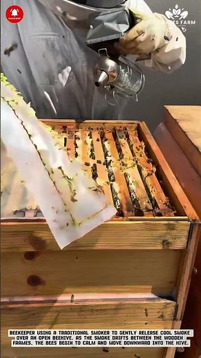 Beekeeping Hive Smoking: Calming Bees for Safe Hive Inspection