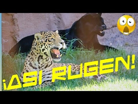 Sonido de Pantera Negra/ Jaguar rugido