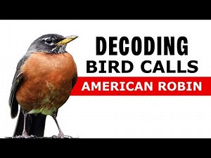Bird Calls Decoded - American Robin Alarm Call