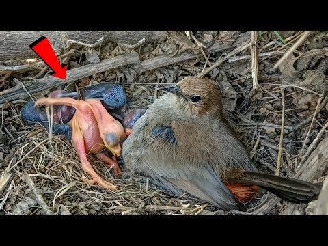 Cuckoo baby Pushes Other Baby Bird Out of the Nest ‪@AnimalsandBirds107‬