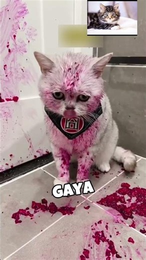 The Cutest Pink Cat Ever 🐾❤️🐈