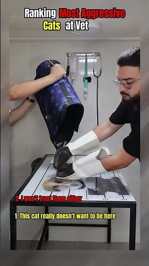 Ranking the Most Aggressive Cats at the Vet 🐱😾
