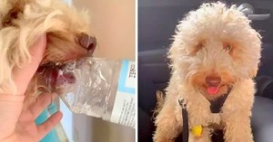 Dog Almost Chokes After Plastic Bottle Gets Stuck In His Mouth, Vet Issues Warning