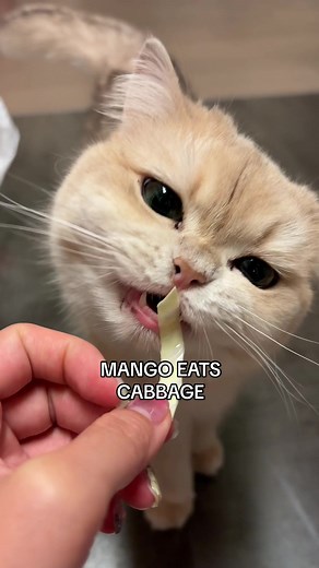 Understanding Cabbage for Cats: Safe Human Foods