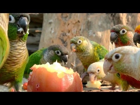 Parrots really like this fruit. Has your bird tried it yet? Green cheek conure parrot sounds.