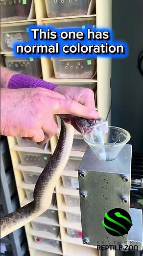 Western diamondback rattlesnake venom extractions featuring a big rattle! #snake