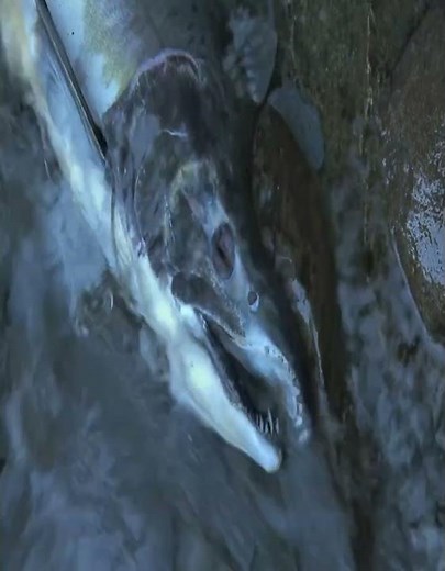 The 4th Mass Extinction - Triassic-Jurassic Extinction