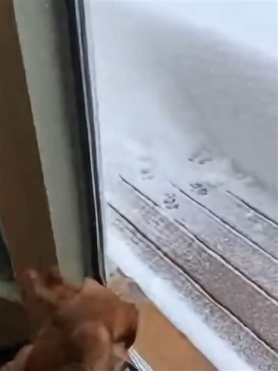 Puppy vs Deep Snow: An Adorable Showdown