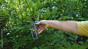 Work in garden spring, summer sunny day. Woman, farmer with shears scissors cutting bush plant in yard, orchard. Gardening and agriculture, protective procedure concept