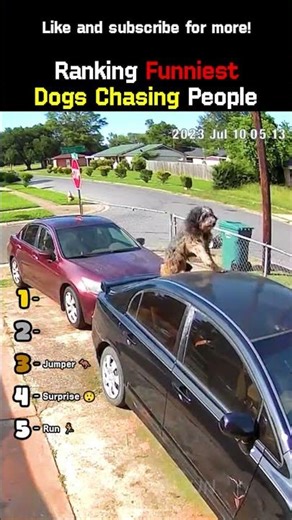 Top 5 Funniest Dogs Chasing People 😂😂