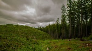 Time lapse of an Oregon clear cut logging scene in the forest.