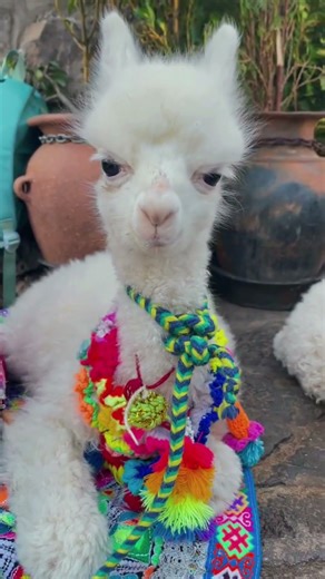 DIVAS SPOTTED 🦙✨ The Fabulous Llamas and Alpacas of Peru