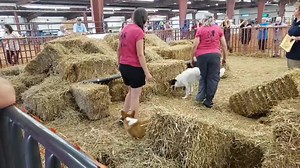 One of the first runs in Team. So close! | Barn Hunt Association, LLC