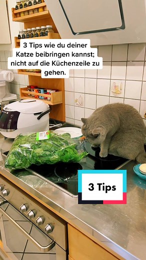 3 Tipps für Katzen, die nicht auf die Küchenzeile gehen