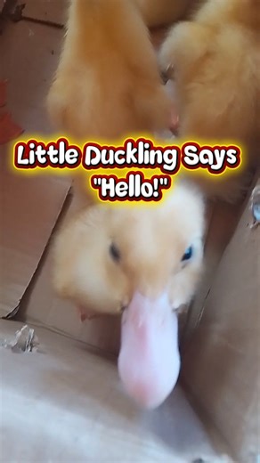 The Cutest Duckling You'll See Today!!! #subscribe