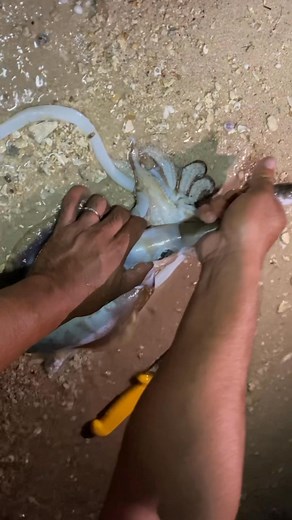 The cuttlefish ate the sea snake?😳 | Bea Sa Isla