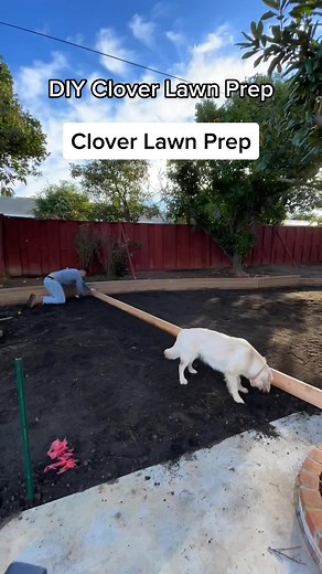 DIY Clover Lawn Prep: Leveling for a Beautiful Backyard Oasis