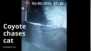 Raw Video: Coyote on Surveillance Video