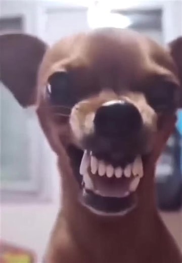 Understanding Dog Laughter: A Hilarious Insight