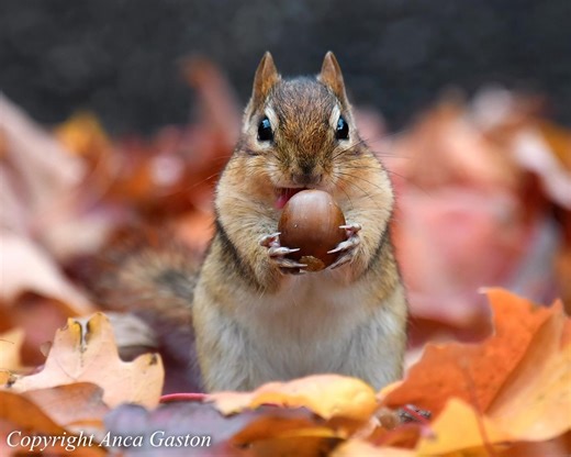 I wanted cute fall photos to make new cards for my Open House Christmas on Kerr Shaver (Nov 14-16) but my model decided to be a buffoon 🤣 | Anca Gaston