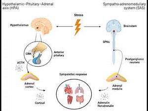CRH corticotropin releasing hormone; produced in the hypothalamus that plays a central role