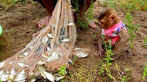 Soo's grandfather throw a cast net to catch a lot fish, Baby Soo seeing a lot of fish | Monkey Soo