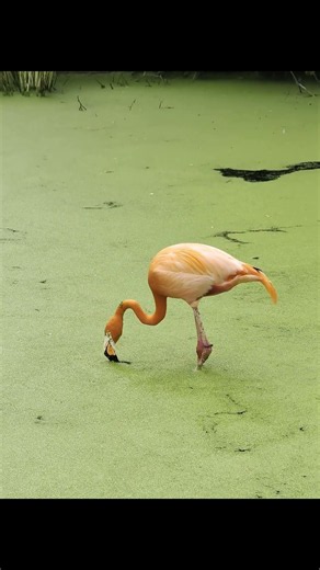 Why flamingos eat with their heads upside down
