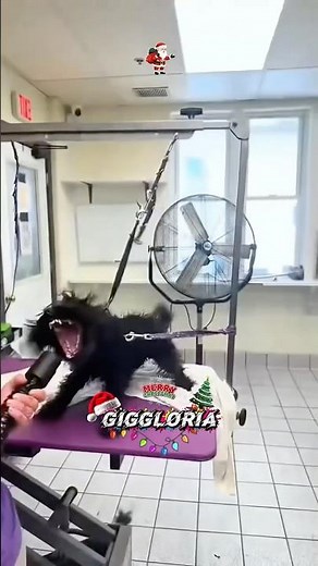 Dogs React to Humans Dancing 😂🐶 | Funniest Reactions Ever!