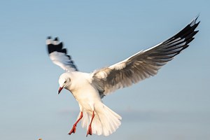 Why Edinburgh council told resident with a seagull problem to hire a hawk