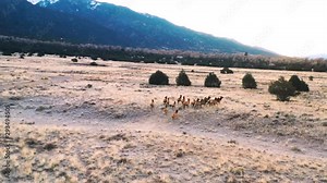 Herd of Elk In Colorado Mountain Valley Aerial Shot 4K