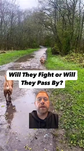 358K views · 11K reactions |  Will They Fight or Pass By?  This is...