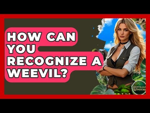 How Can You Recognize A Weevil? - Reptilian Wonders