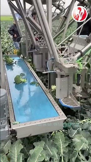 Broccoli | Fully automated broccoli harvesting machine