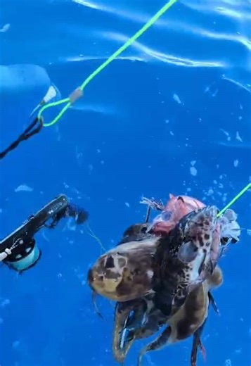 MAJ : LE PECHEUR S’EST MANIFESTÉ, IL N’A PAS ÉTÉ EN DIFFICULTÉ, MAIS AVAIT JUSTE PERDU SA BOUÉE QU’IL SOUHAITE DÉSORMAIS RÉCUPÉRER 🙏 On vient de m’envoyer à l’instant cette vidéo d’une bouée d’un chasseur sous-marin, avec les poissons qui a été retrouvée en mer (MAJ) « hier », Si quelqu’un reconnaît cette bouée avec le fusil… Espérons qu’il ne soit rien arrivé de grave… La personne qui a fait la vidéo s’attend au pire… Car c’est vrai que jamais un pêcheur n’abandonne sa bouée, son poisson, et e