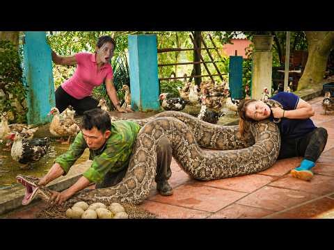 72 Hours of Terror: Catching a Giant Python Lurking in the Pigpen – One Wrong Move Ends Everything!