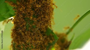 weaver ants are grouping and building their hive with tree leafs