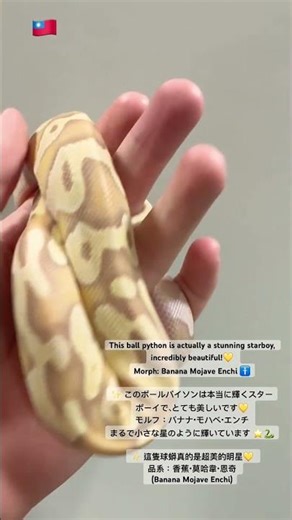 This ball python is actually a stunning starboy!Banana Mojave Enchi #starboy #reptiles #snake