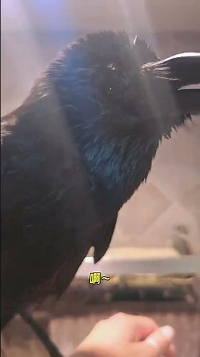 Unlock the Secrets of Crow Language: Speak Like Mr. Crow