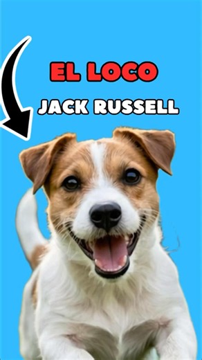 What you should know before getting a Jack Russell. #dogs #dog #doglook #dogs #canine
