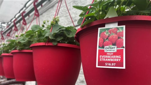 Spring deals from discounted power tools to affordable garden plants