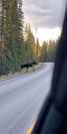 Truck passes by Moose so closely 🫎🚚🌲