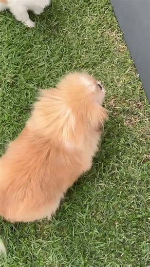 Princess Peaches: Championing Rescue Dogs at Pekingese Haven