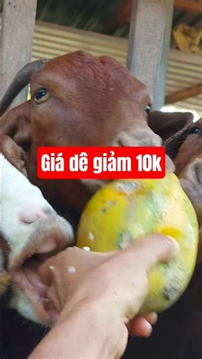 Giá dê giảm mạnh hôm nay | Dê cái chỉ còn 165k #giade #channuoide