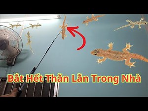 How to Kill All Lizards in the House. Tips to Catch Geckos 100% Effectively